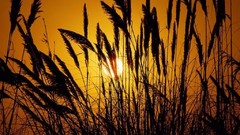 Flowers nature flower petals