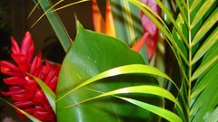 Flowers nature flower petals