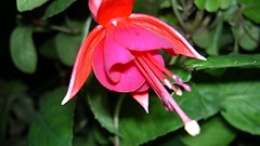 Flowers nature flower petals