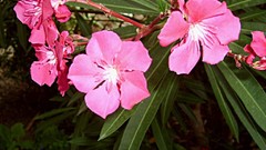 Flowers nature flower petals