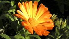 Flowers nature flower petals