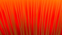 Flowers nature flower petals