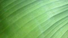 Flowers nature flower petals