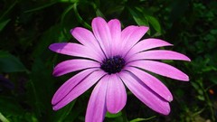 Flowers nature flower petals