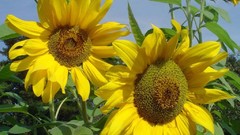 Flowers nature flower petals