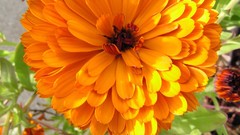 Flowers nature flower petals