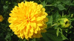 Flowers nature flower petals