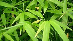 Flowers nature flower petals