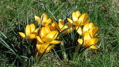 Flowers nature flower petals