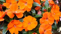 Flowers nature flower petals