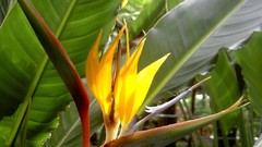 Flowers nature flower petals