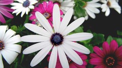 Flowers nature flower petals