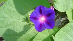 Flowers nature flower petals