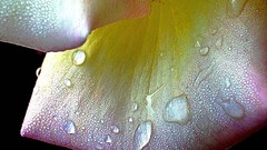 Flowers nature flower petals