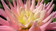 Flowers nature flower petals