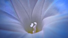 Flowers nature flower petals