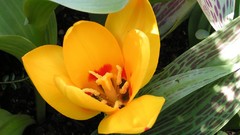 Flowers nature flower petals