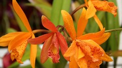 Flowers nature flower petals