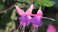 Flowers nature flower petals