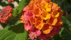 Flowers nature flower petals