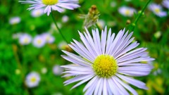 Flowers nature flower petals