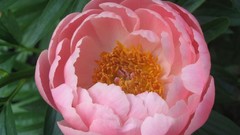 Flowers nature flower petals