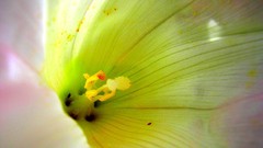 Flowers nature flower petals