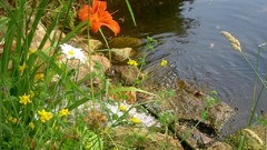 Flowers nature flower petals
