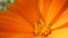 Flowers nature flower petals