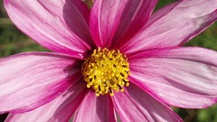 Flowers nature flower petals