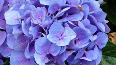 Flowers nature flower petals hydrangea blue flowers