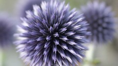 Flowers nature flower petals Thistles
