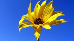 Flowers nature flower petals yellow flowers