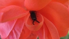 Flowers nature food fruits multicolor