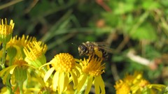 Flowers nature food fruits multicolor