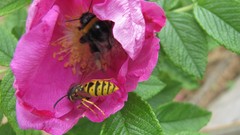 Flowers nature food fruits multicolor
