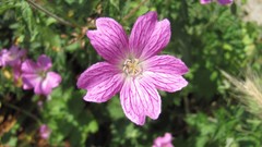 Flowers nature food fruits multicolor
