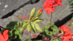 Flowers nature food fruits multicolor