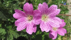 Flowers nature food fruits multicolor