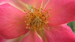 Flowers nature food fruits multicolor