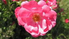 Flowers nature food fruits multicolor