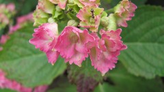 Flowers nature food fruits multicolor