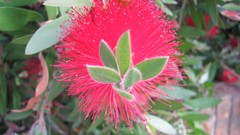 Flowers nature food fruits multicolor