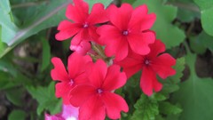 Flowers nature food fruits multicolor