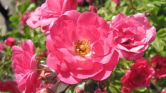 Flowers nature food fruits multicolor