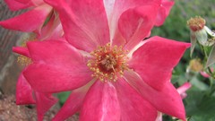 Flowers nature food fruits multicolor