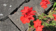 Flowers nature food fruits multicolor