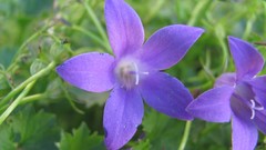 Flowers nature food fruits multicolor