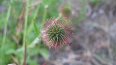 Flowers nature food fruits multicolor