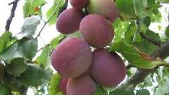 Flowers nature food fruits multicolor
